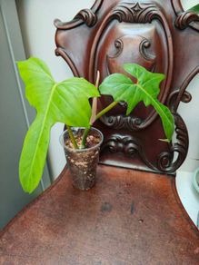 Philodendron Golden Dragon (Var. Revert to green)