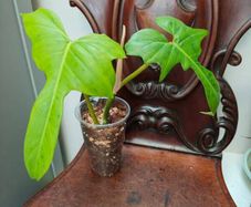 Philodendron Golden Dragon (Var. Revert to green)