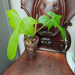 Philodendron Golden Dragon (Var. Revert to green)