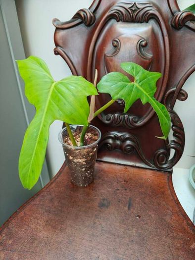 Philodendron Golden Dragon (Var. Revert to green)