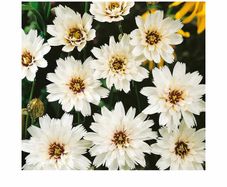 (C) Cupid's Dart White seeds 0.1g (189156)