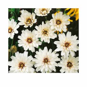 (C) Cupid's Dart White seeds 0.1g (189156)