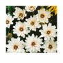 (C) Cupid's Dart White seeds 0.1g (189156) Image 2