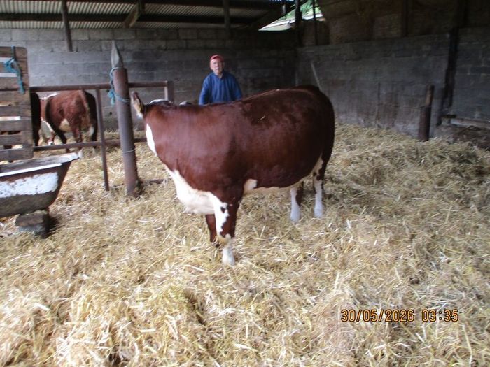 2 Pbr Hereford Bulls And 3  Pbr Hereford Hefiers F