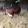 2 Pbr Hereford Bulls And 3  Pbr Hereford Hefiers F Image 2