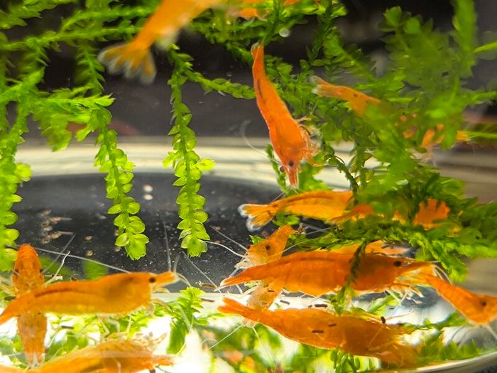 Dwarf Crayfish, Shrimp, Floating plants and Snail