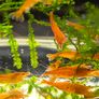 Dwarf Crayfish, Shrimp, Floating plants and Snail Image 7