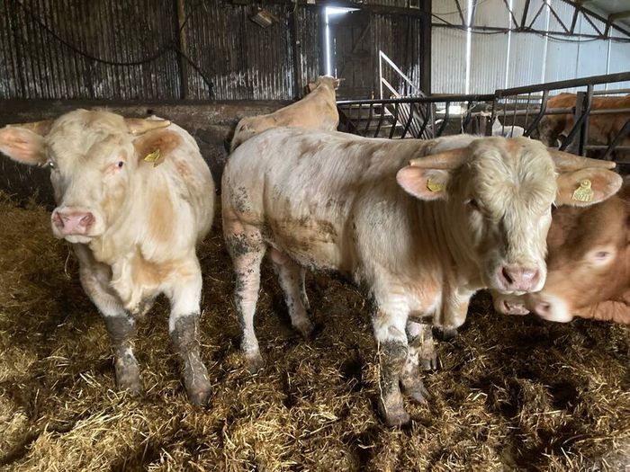 P b. Bulls