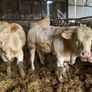 P b. Bulls Image 9