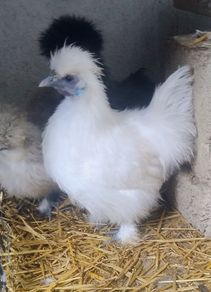 Slikie Rooster