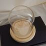 Glass display dome with wooden base. Image 2