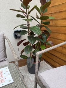Rubber Plant (Ficus elastica) with vase