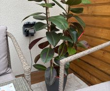 Rubber Plant (Ficus elastica) with vase