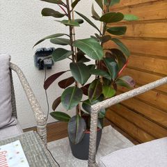 Rubber Plant (Ficus elastica) with vase