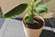 Red Abyssinian banana plant