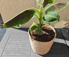 Red Abyssinian banana plant