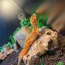 leopard gecko Image 2