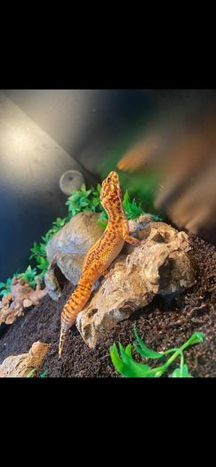leopard gecko