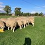 Belclare PBR Ram Lambs Image 2
