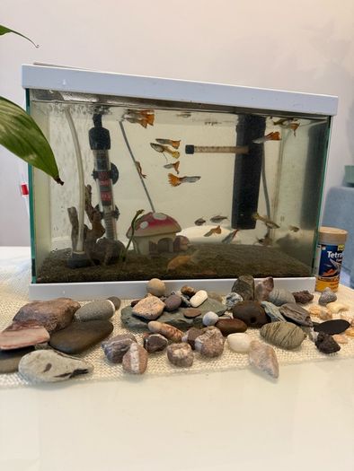 Fish tank with fish