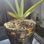 aloe vera Image 2