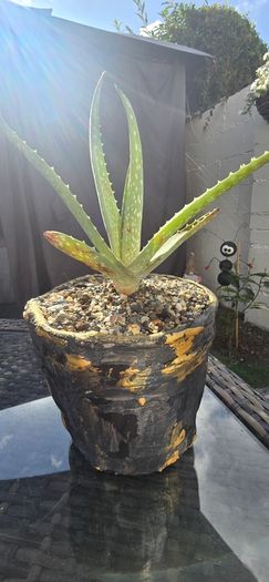 aloe vera