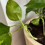 Pothos with pot Image 4