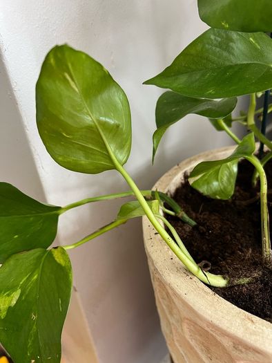 Pothos with pot