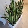 Sansevieria Laurentii trough Image 4