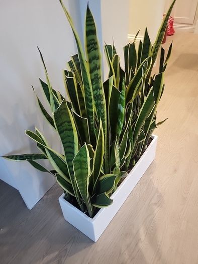 Sansevieria Laurentii trough