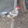 Roosters Image 4