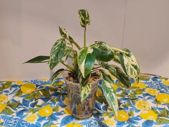 Philodendron Emerald Queen