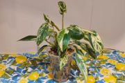 Philodendron Emerald Queen