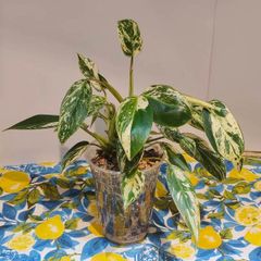 Philodendron Emerald Queen