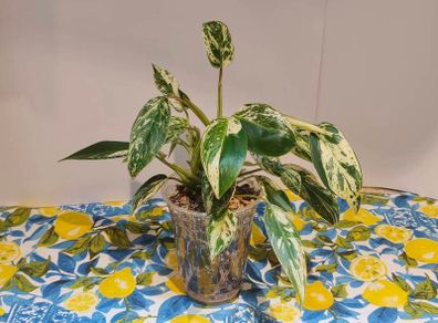 Philodendron Emerald Queen