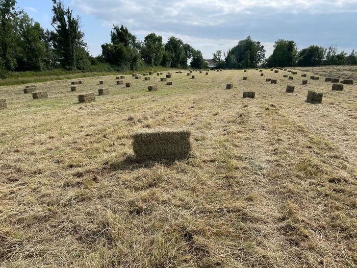 Square bales of hay North Galway