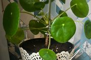 Chinese money plant(with a pot)
