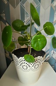 Chinese money plant(with a pot)