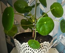 Chinese money plant(with a pot)