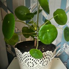 Chinese money plant(with a pot)