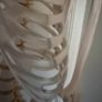 medical skeleton Image 5