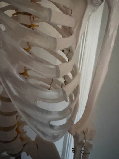 medical skeleton