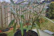 Nerium Oleander PINK