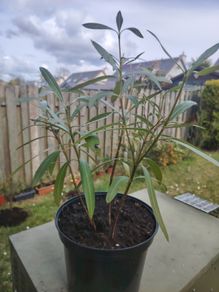 Nerium Oleander PINK