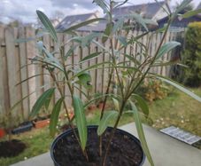 Nerium Oleander PINK