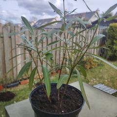 Nerium Oleander PINK