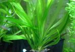 6 species Aquarium plants