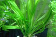 Aquarium plants