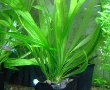 Aquarium plants