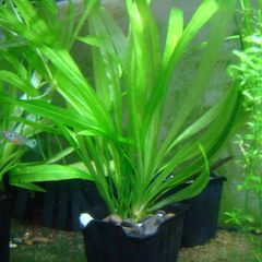 Aquarium plants